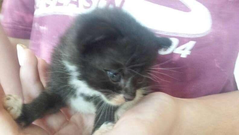 Person holding tiny kitten