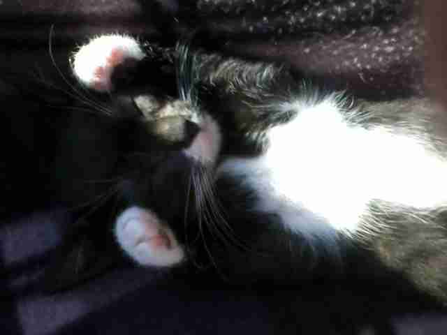 Tiny kitten lying on her back
