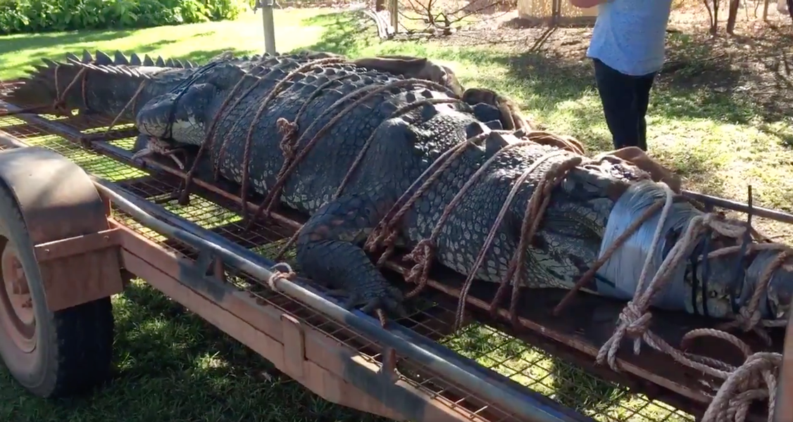 giant-13-foot-crocodile-captured-in-australia-after-10-year-search