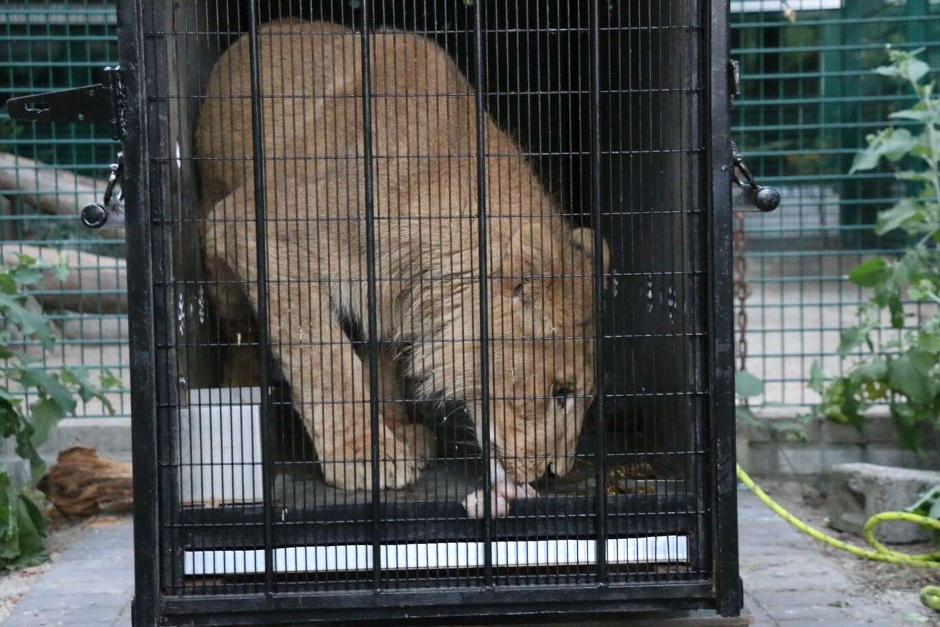Lion saved from Paris suburb