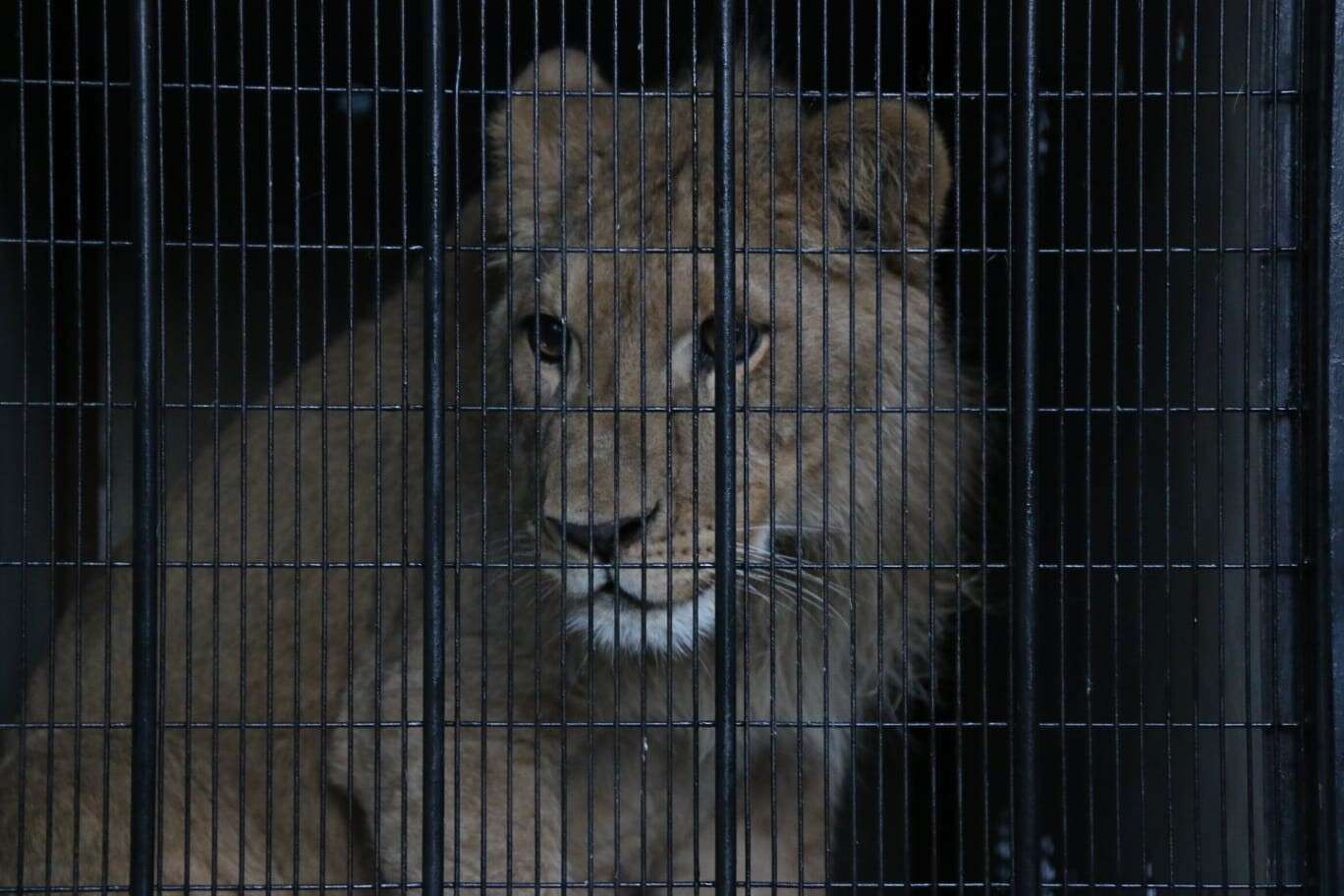 Lion saved from Paris apartment on his way to Africa sanctuary