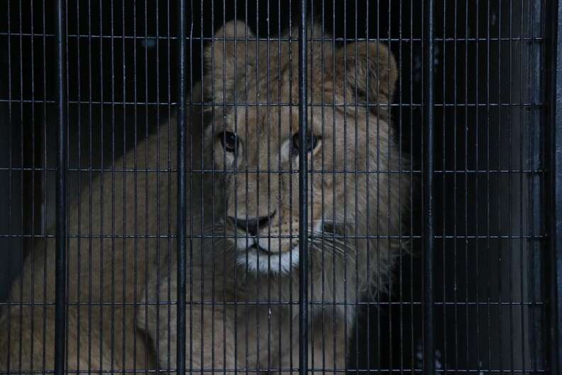 Lion saved from Paris apartment on his way to Africa sanctuary
