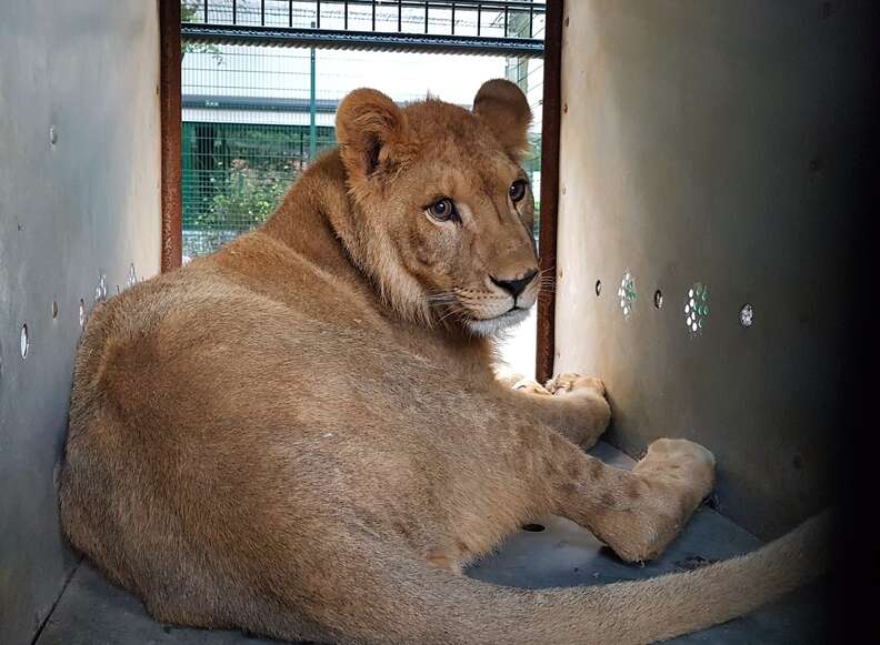 Lion saved from Paris suburb