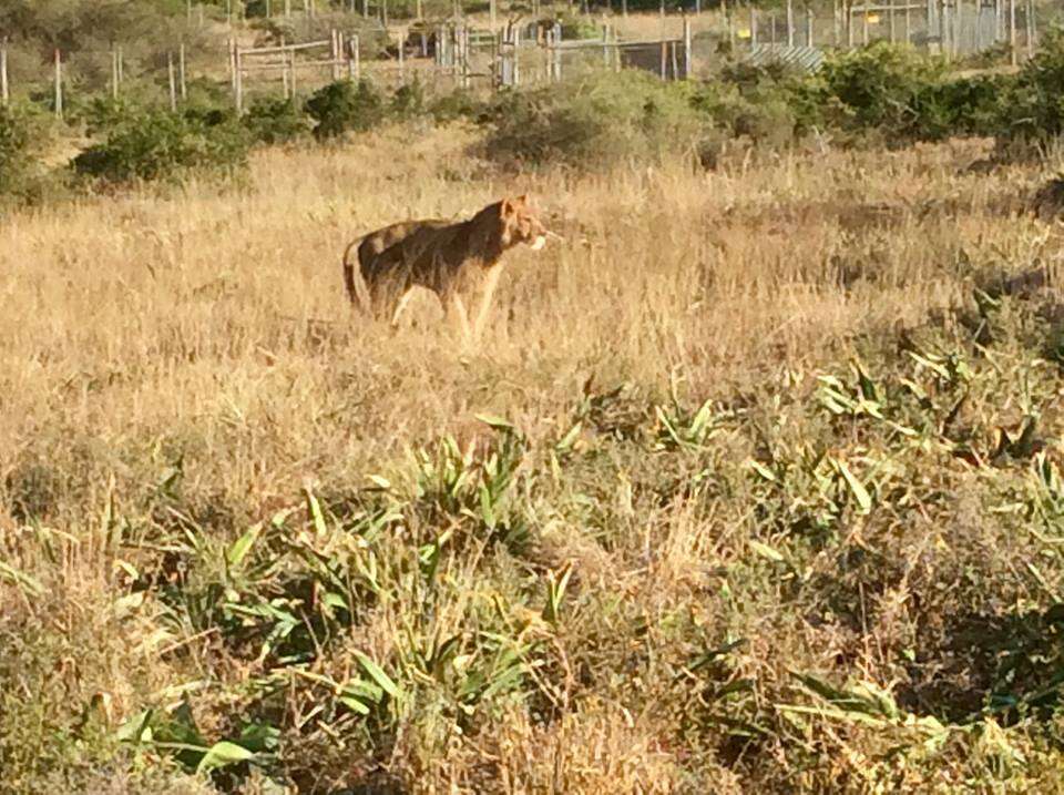 Lion saved from Paris apartment arrives at Africa sanctuary