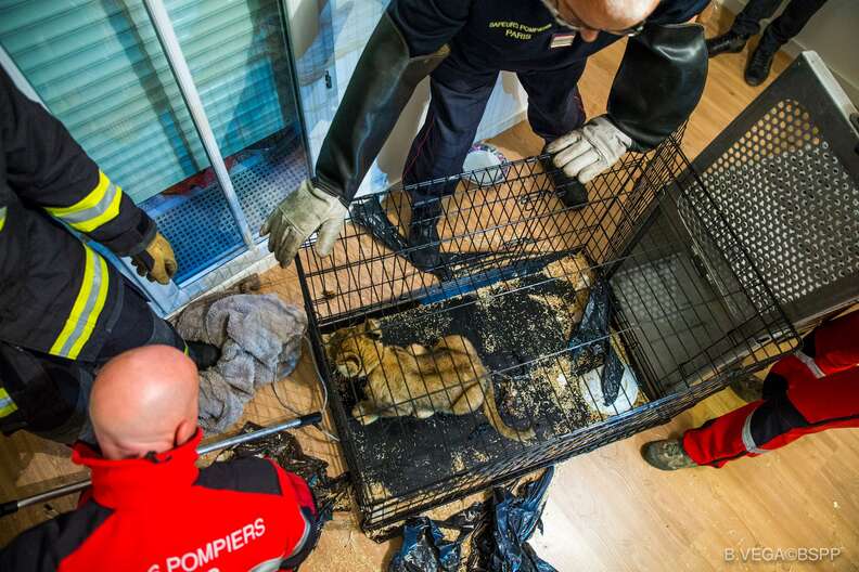 Lion cub found in Paris apartment