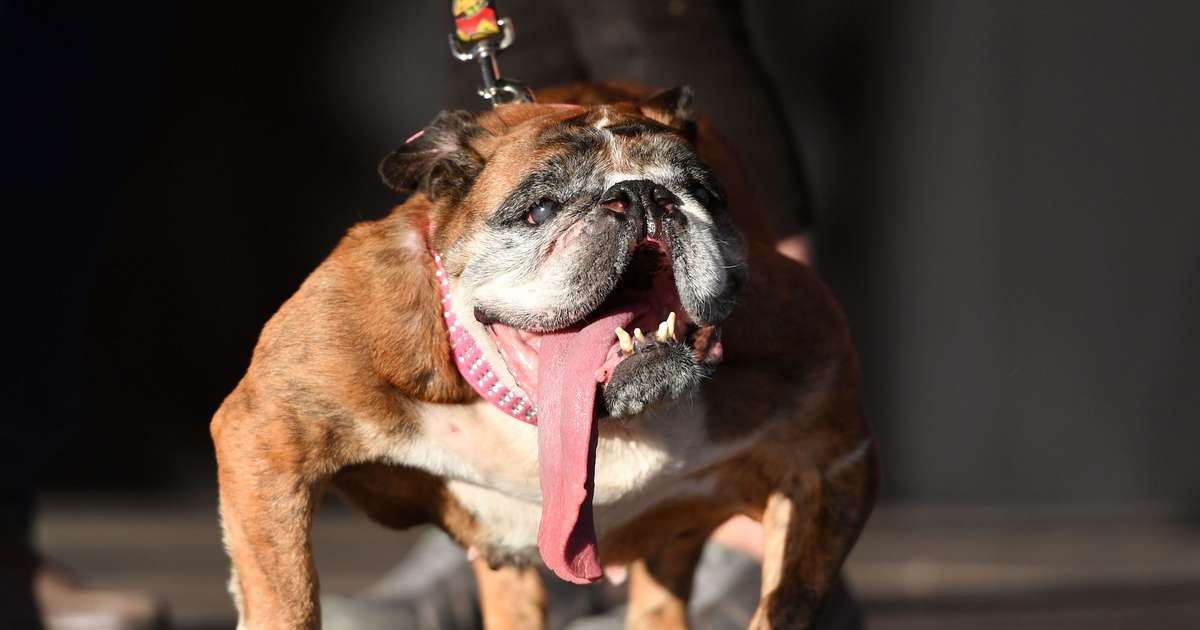 show me the ugliest dog in the world