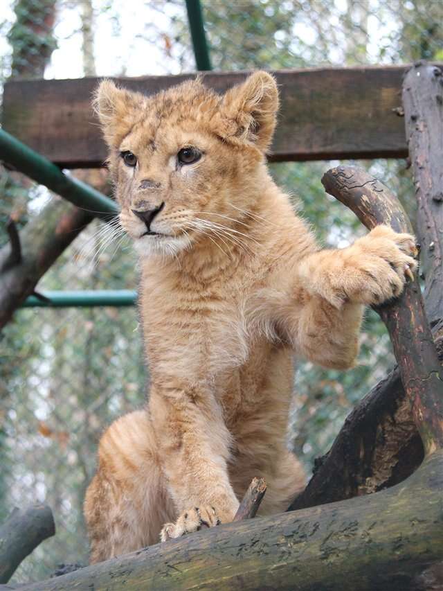 Lion cub saved from Paris apartment