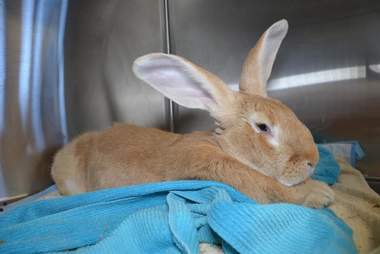 rescue bunny giant