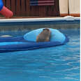 Chill Armadillo Decides To Use Family's Pool While They're Out Of Town
