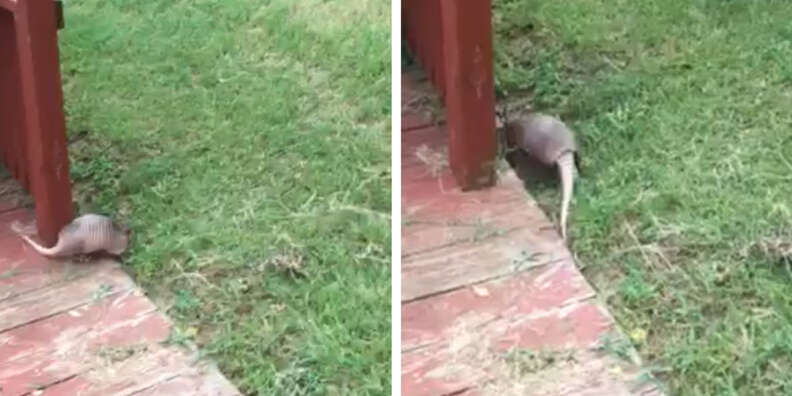 Armadillo Spotted Lounging On A Floaty In Family's Swimming Pool - The Dodo