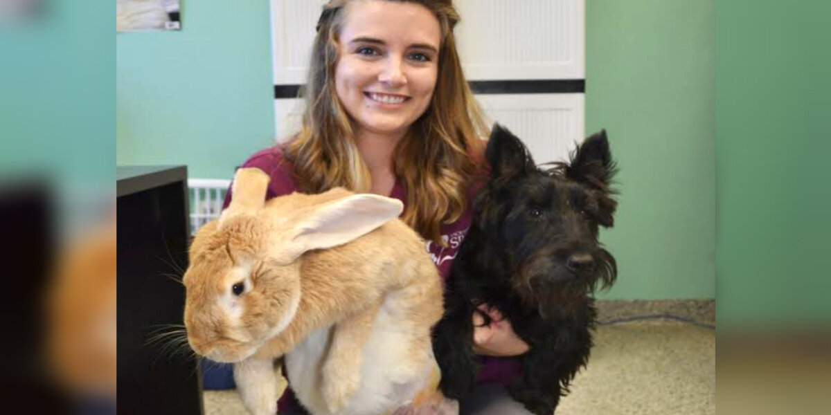 California Animal Shelter Takes In Largest Rabbit They’ve Ever Met ...