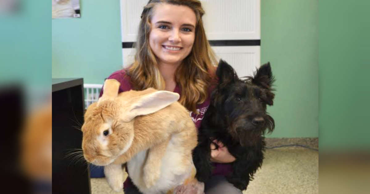 giant rabbit adoption