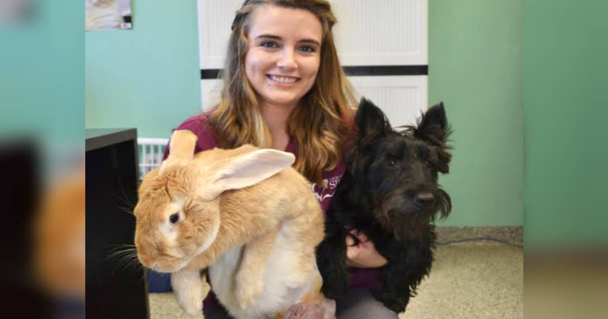 Flemish giant hotsell house rabbit