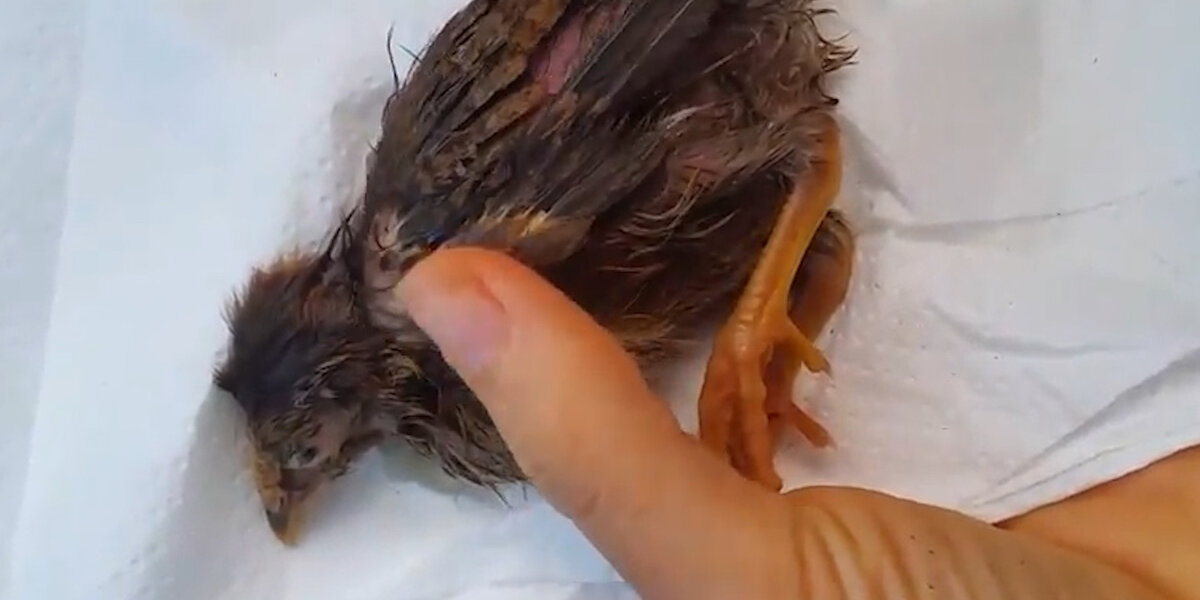 Woman Saves Sick Bird On Street — And Makes Her Family - Videos - The Dodo