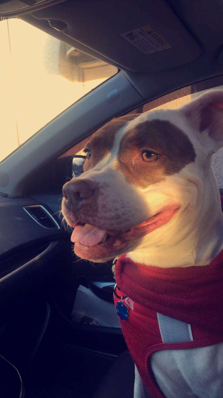 Cardi bulldog car ride