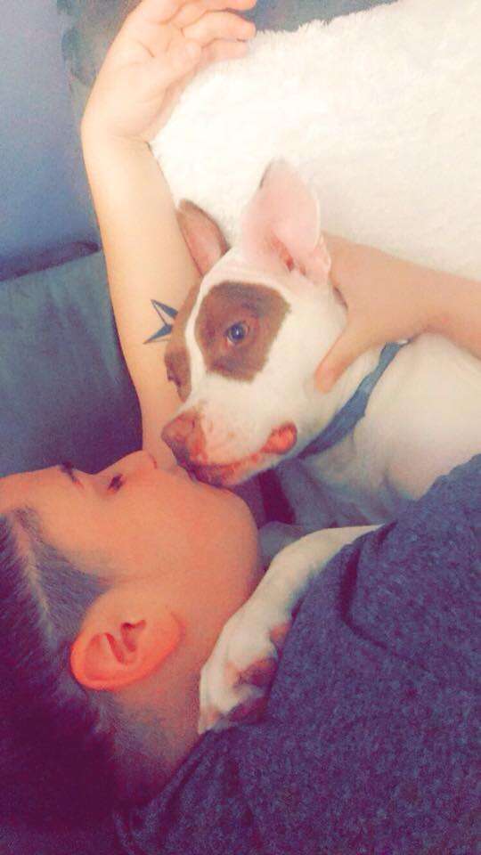 Cardi bulldog adopted