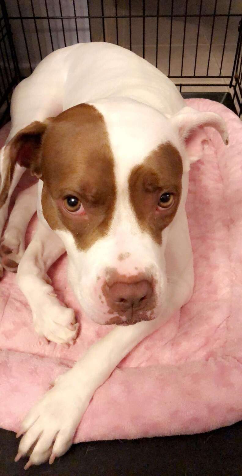 Frappucino dog abandoned adopted