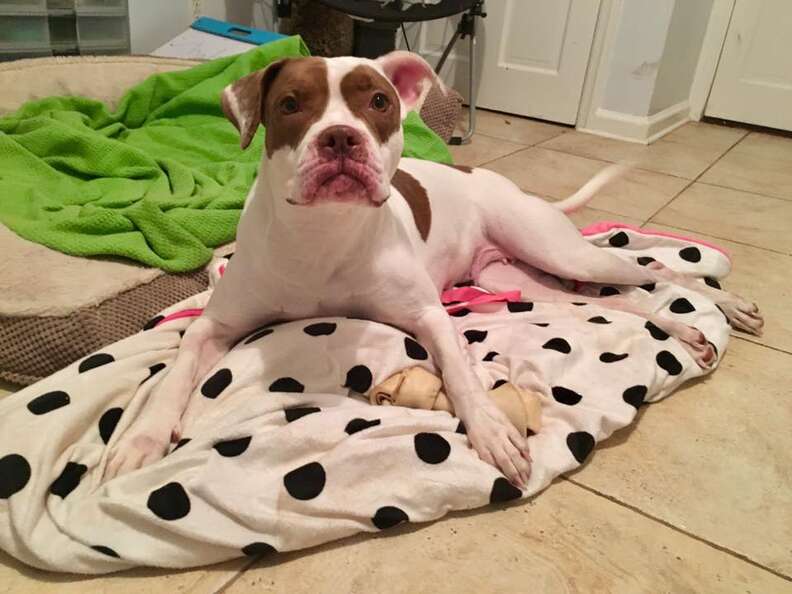 Frappucino dog abandoned adopted