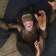 Baby chimp saved from wildlife traffickers