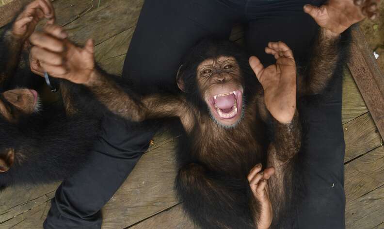 Baby chimp saved from wildlife traffickers in Liberia