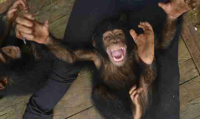 Baby Chimp Survives Bullet That Killed His Family - The Dodo