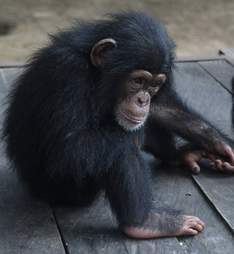 Baby chimp saved from wildlife traffickers in Liberia