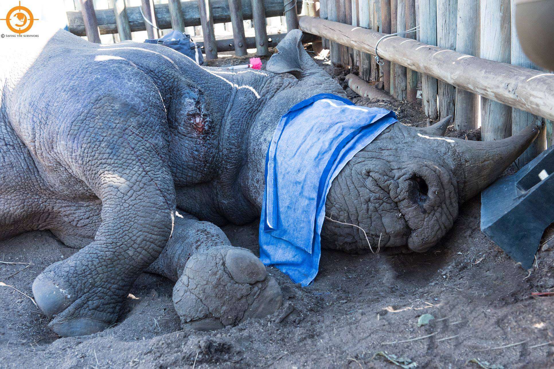 Wild black rhino shot by poachers in South Africa