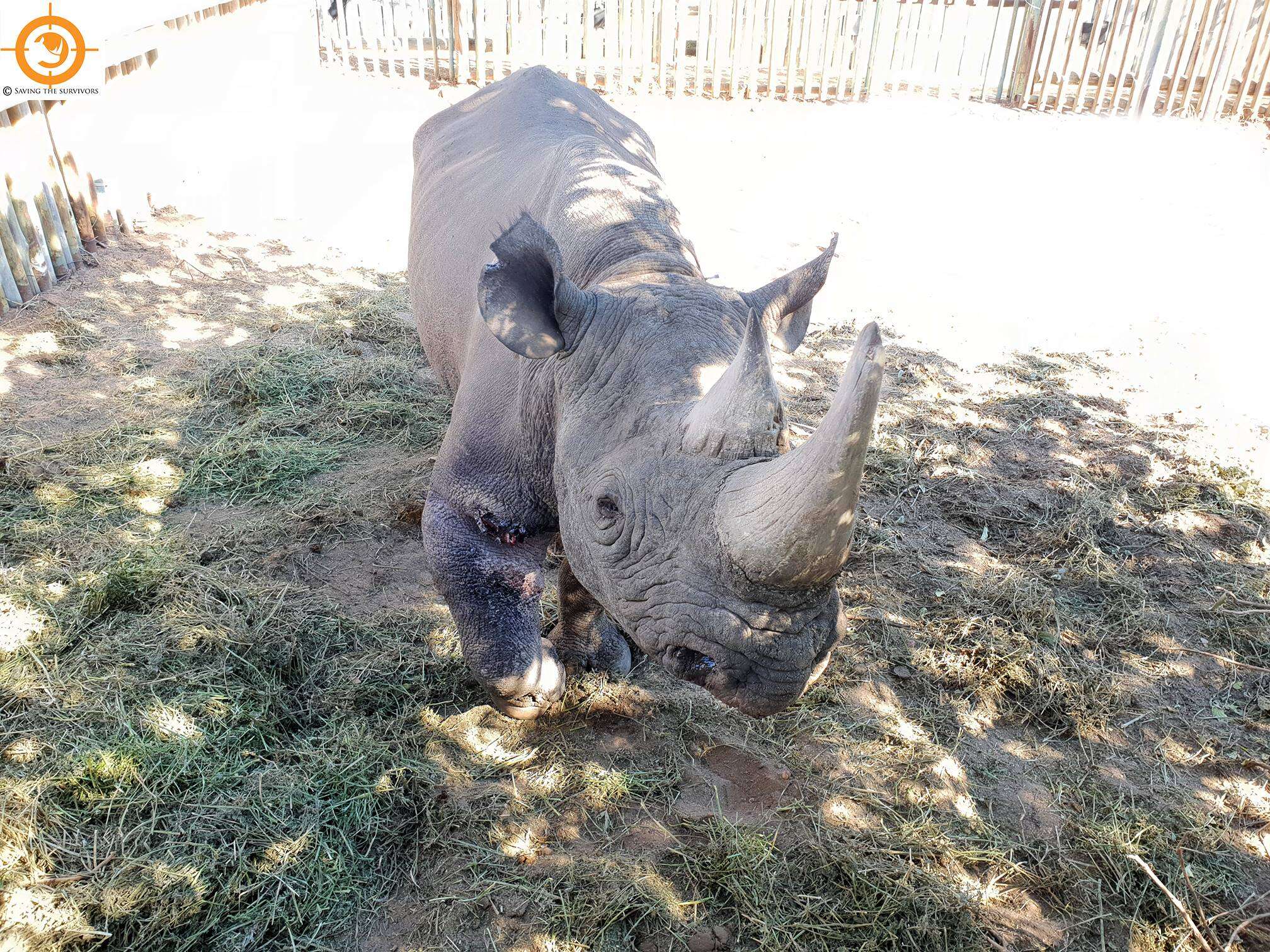 Wild black rhino shot by poachers in South Africa