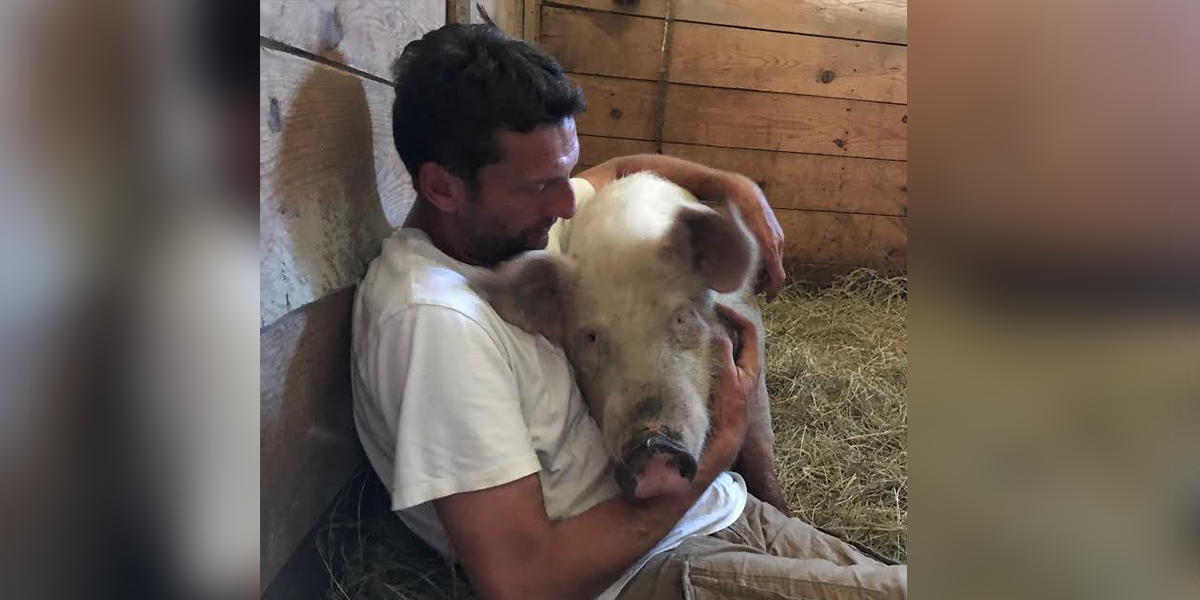 Pig Who Ran For Hours To Escape Farm Finds Best New Home ...