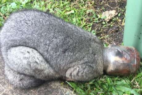 possum rescue australia nutella