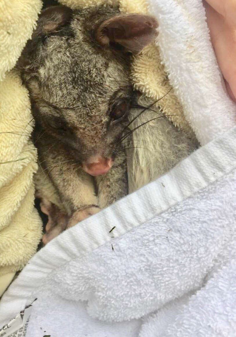 possum rescue australia