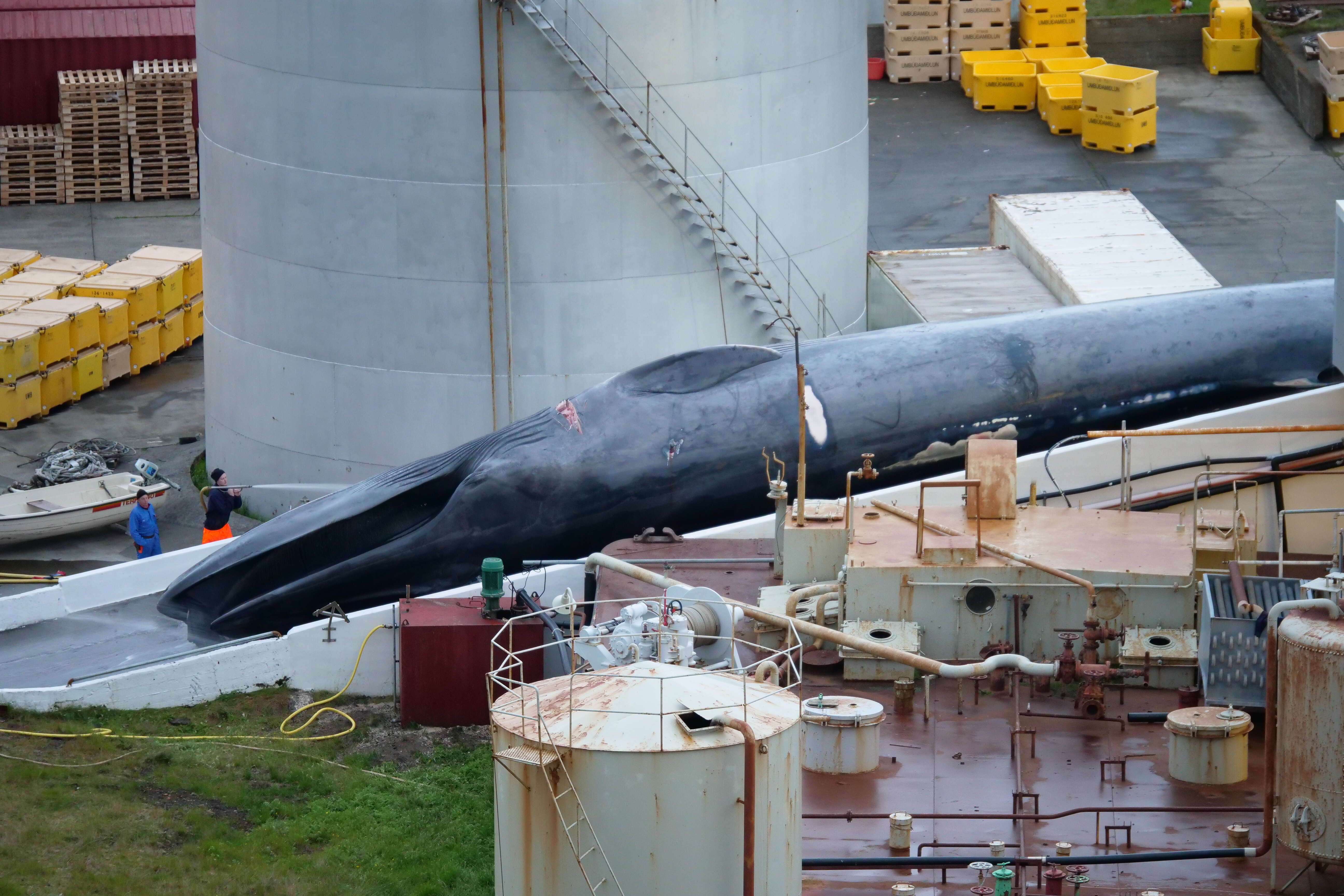 Blue whale being pulled onto slipway of whaling station