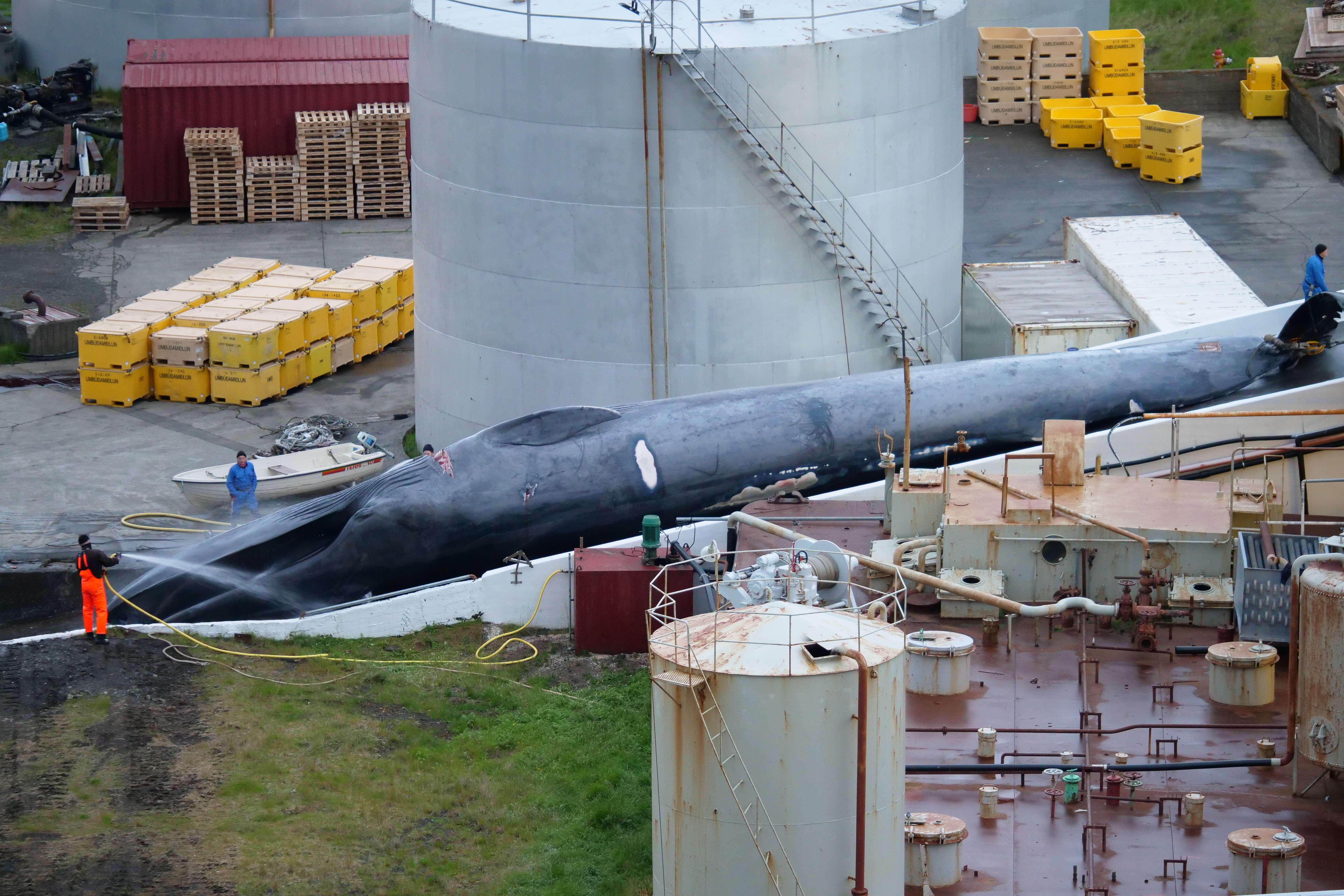 Whale being pulled up slipway of whaling station