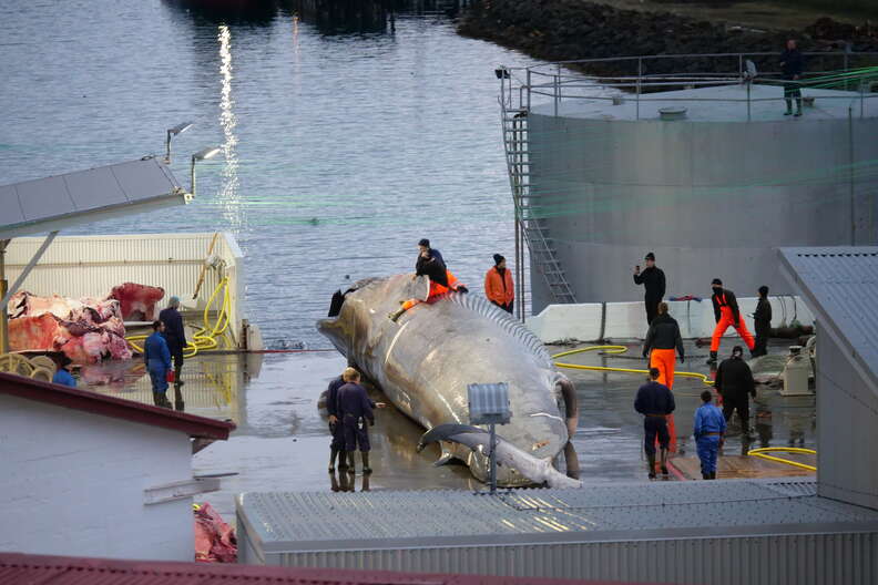 Whale being processed at whaling station