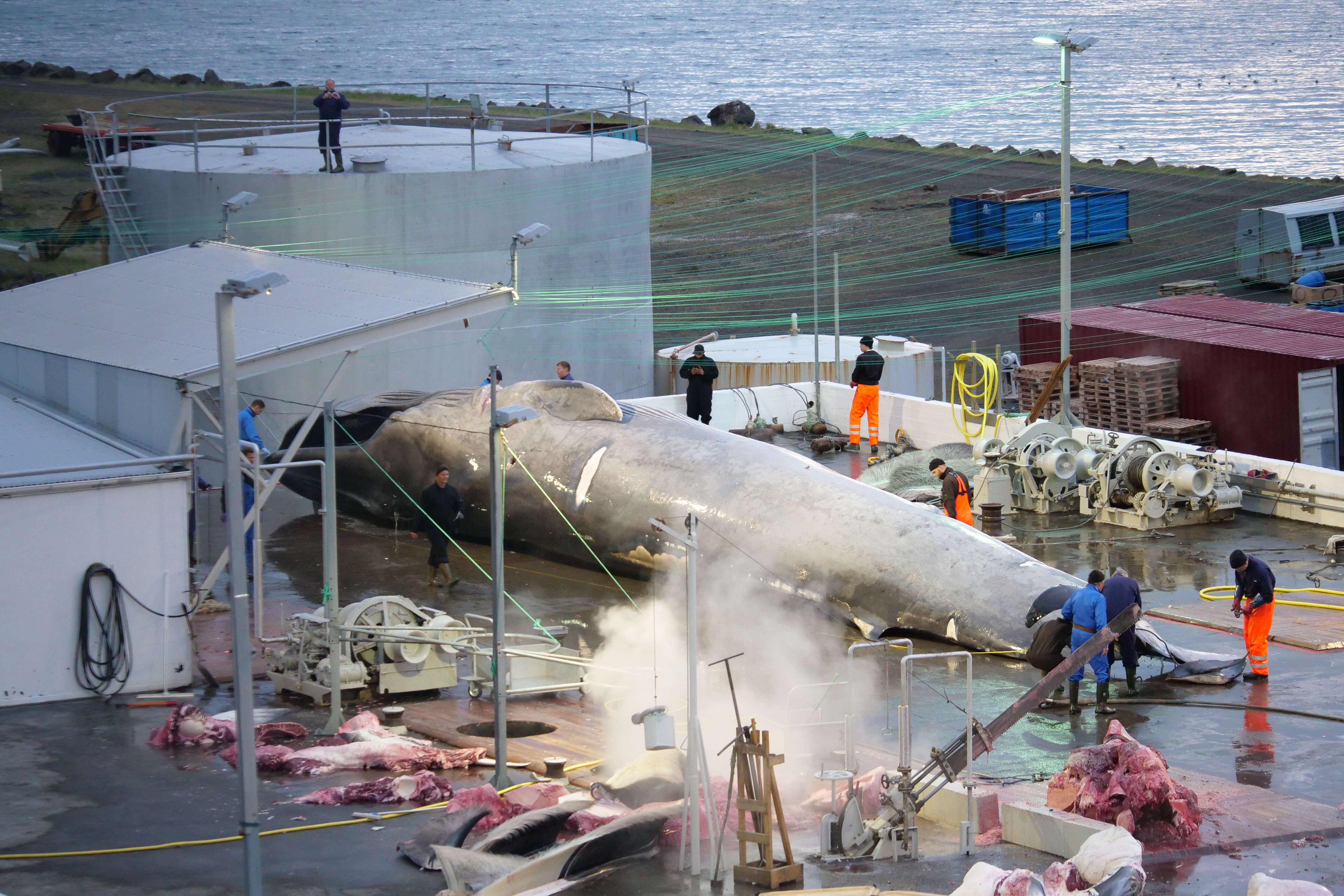 Whalers cutting up whale into parts