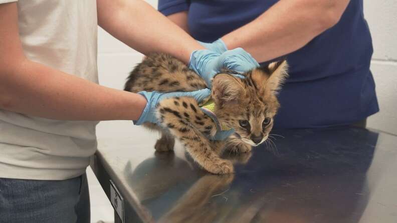 serval kitten rescue