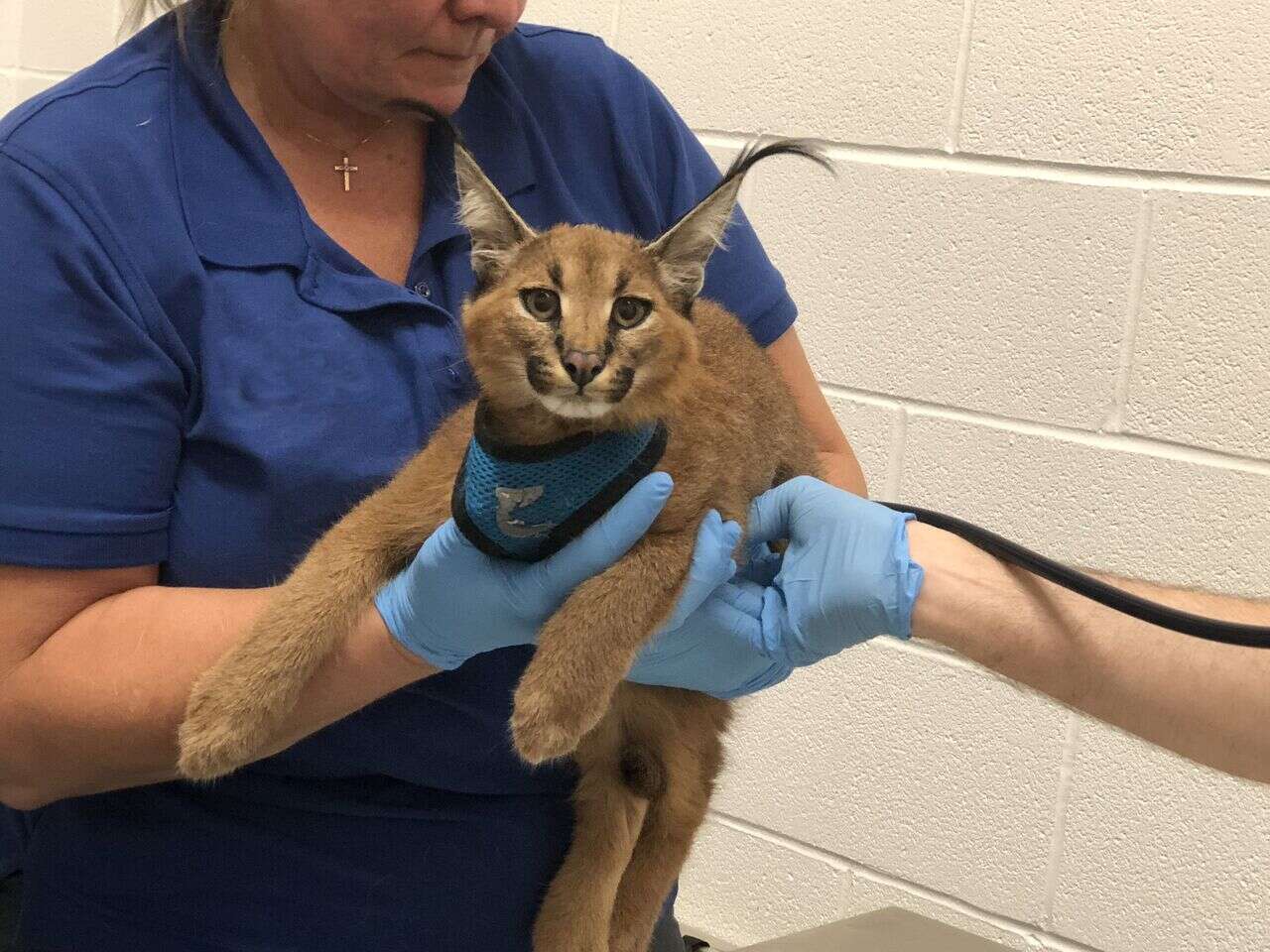 caracal kitten new york rescue