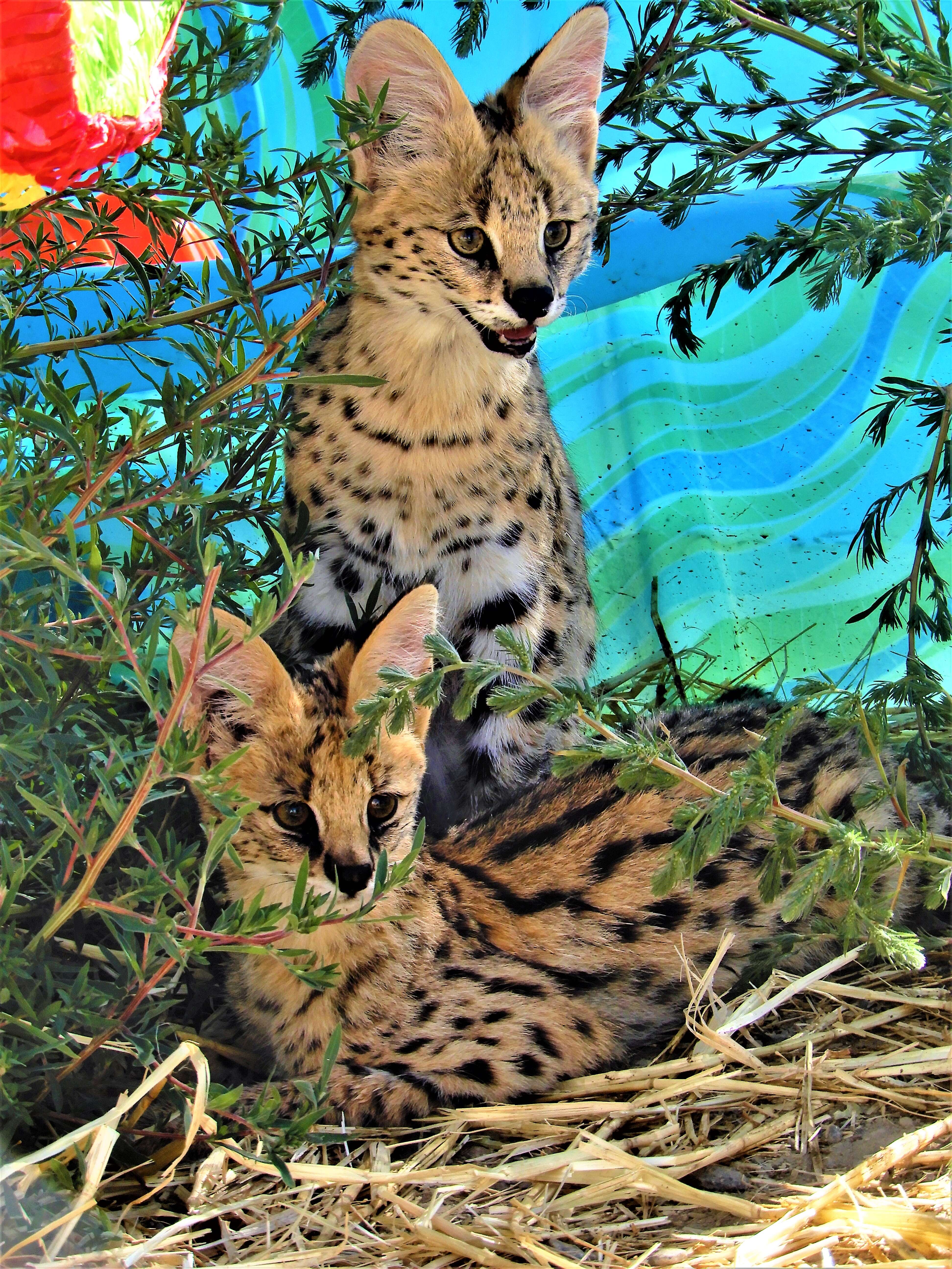 serval cats rescue