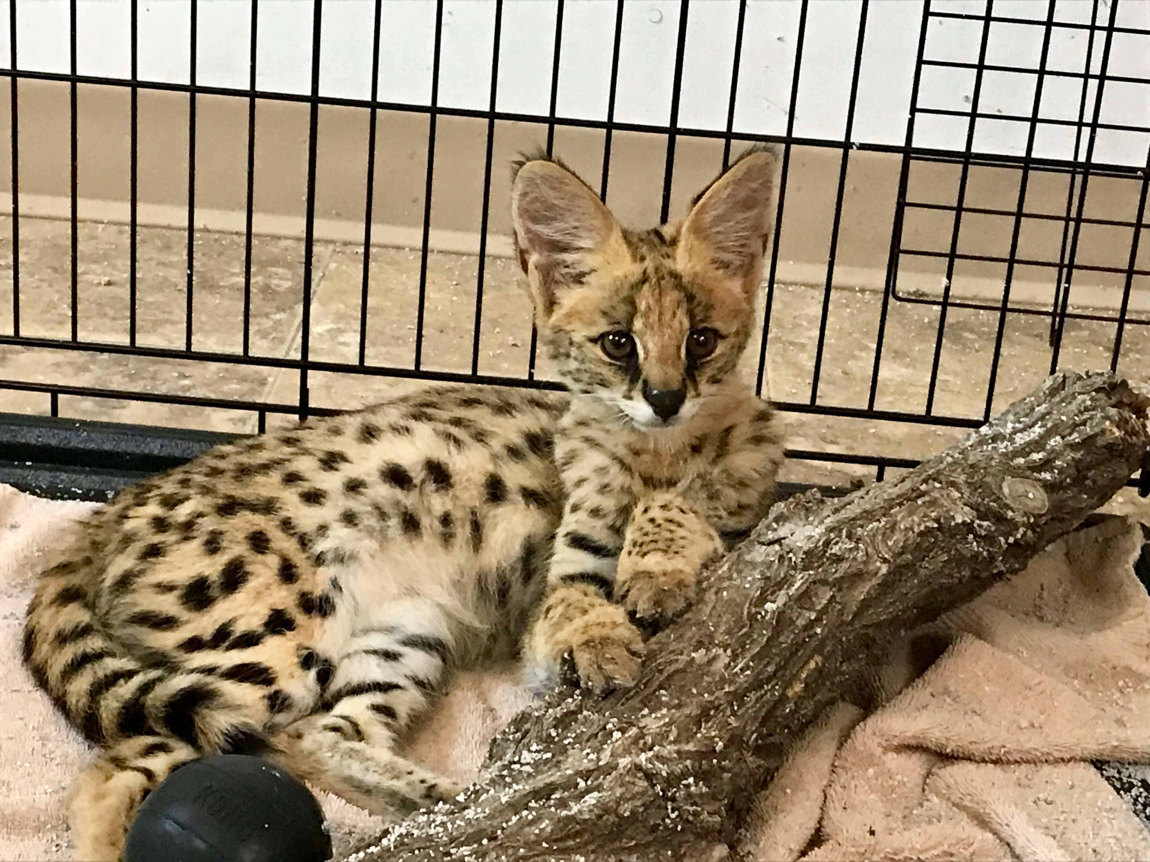 serval cat rescue