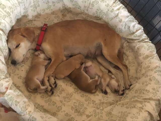 Mama the stray dog nurses her puppies
