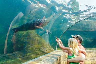 Manatee, dad, and daughter at the St. Louis Zoo.