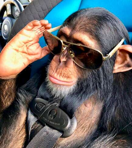 baby chimp pet florida