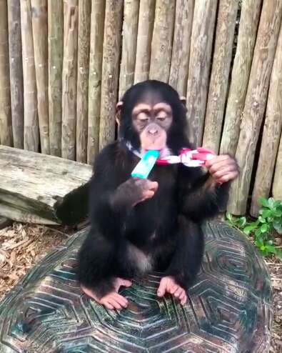 chimp baby zoo