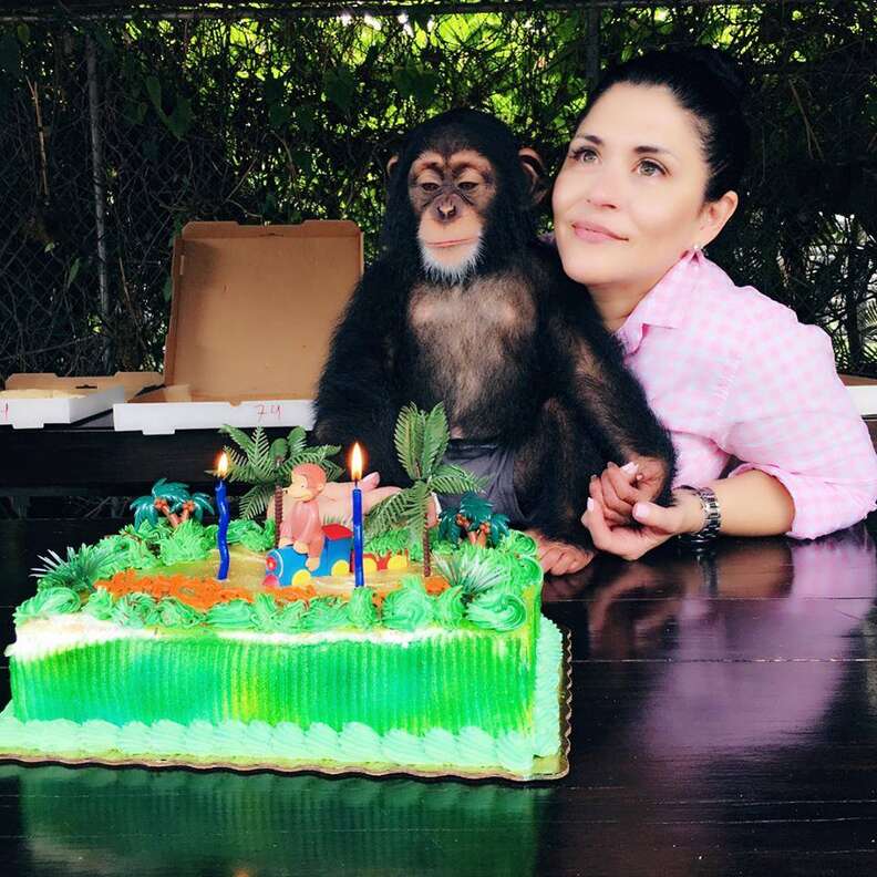 chimp zoo miami
