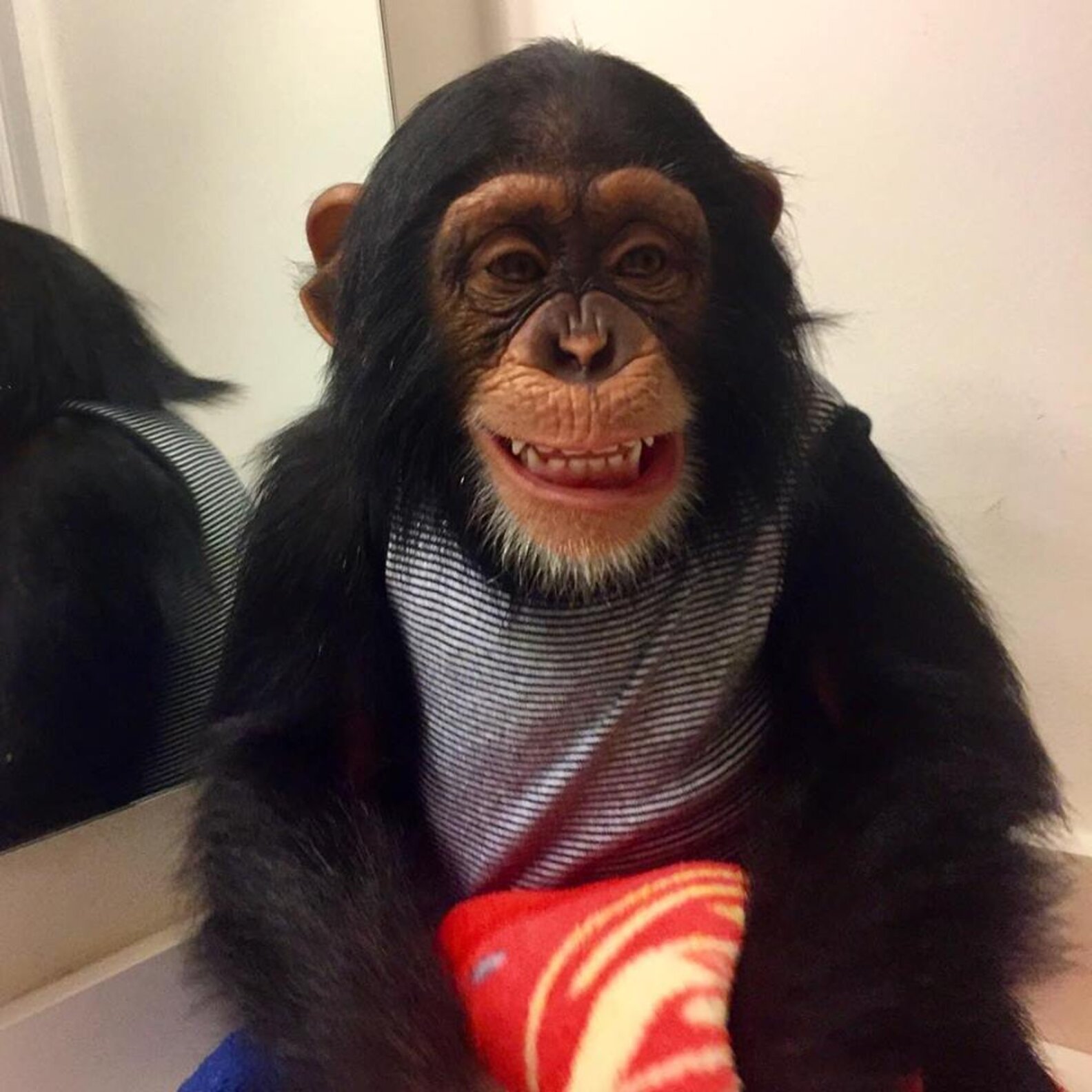 Viral Video Of Chimp Hugging ‘Rescuers’ Isn’t What You Think - The Dodo