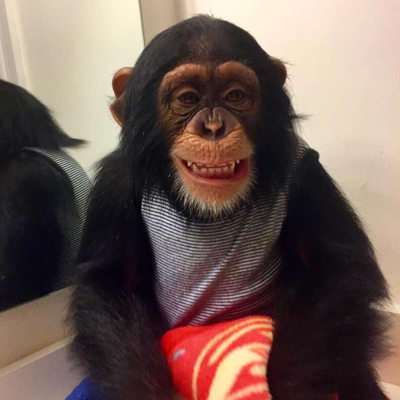 chimp zoo miami