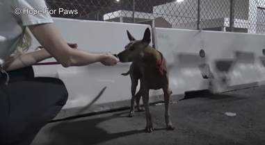 abandoned senior dog