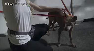 abandoned senior dog