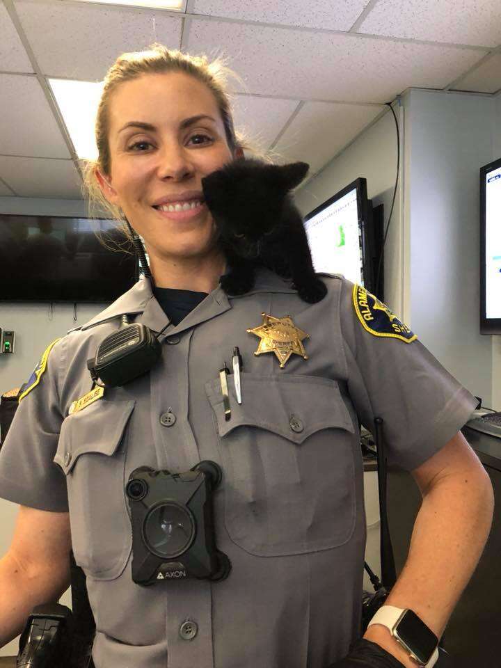 Tiny Kitten Shows Up At Sheriff's Office Looking For A Job - The Dodo