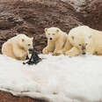 Polar Bears On Remote Island Spotted Playing With The Saddest Thing